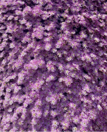 La Foto del Giorno (16 mag.)