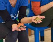 Tartarughe marine, i bimbi delle scuole dell'infanzia e il silent book Tortoise. Un'avventura con Legambiente