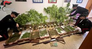 Carabinieri di Livorno: sequestrati piantagione di canapa ed armi - Operazioni collegate anche all&#039;Elba