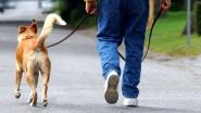 Giusta l'attenzione ai bisogni dei cani, ma un po' di educazione dei loro padroni non guasterebbe