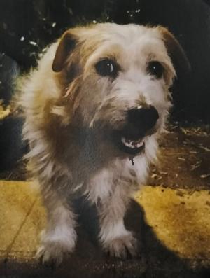 Scomparsa cagnolina durante il temporale, aiutateci a trovarla