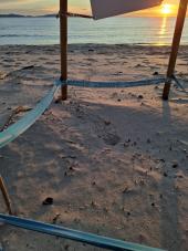 Tarta-sorpresa: nasce un piccolo dal nido N. 4 di Pianosa, che si stimava "fallito"