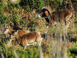Mufloni nel Parco al Giglio, LAV e WWF: bene la rimozione non cruenta per salvaguardare animali e biodiversità