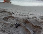 A Sant’Andrea nate altre 6 tartarughine marine