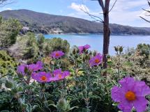 Pasqua 2026 nell’Arcipelago Toscano: escursioni tra natura, storia ed enogastronomia nelle isole del Parco