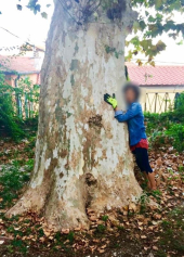 PD Rio Marina:  Il Comune tuteli e curi lo storico platano  del Palazzo Governativo