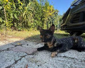 Gattina smarrita nella zona di Punta Agnone a Procchio