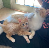 Troviamo una famiglia per Vittoria e la sua piccina?