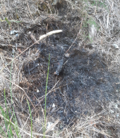 Un incendio doloso sventato da due cittadini ed un operatore della Provincia