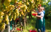 Agricoltura, più tempo per completare ristrutturazione e riconversione dei vigneti