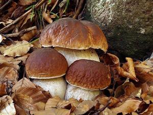 Raccolta Funghi, cambiano le modalità di pagamento: stop ai bollettini postali