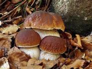 Raccolta Funghi, cambiano le modalità di pagamento: stop ai bollettini postali