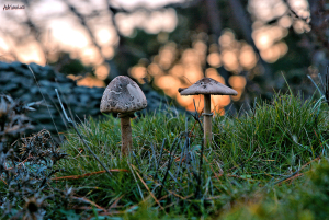 La Foto del Giorno (24 dic.)