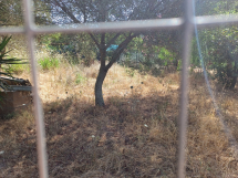 In attesa del canile (dall'altro millennio grazie ai nostri solerti sindaci)