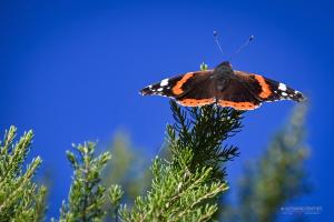 La Foto del Giorno (20 nov.)
