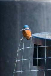 La Foto del Giorno (19 feb.)