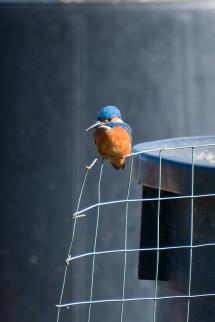 La Foto del Giorno (19 feb.)