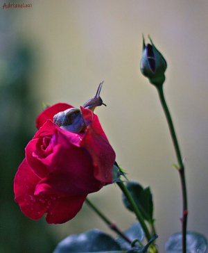 La Foto del Giorno (11 mag.)