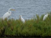 La Foto del Giorno (5 sett.)