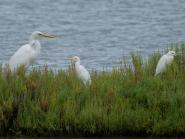 La Foto del Giorno (5 sett.)