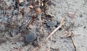 A Sant’Andrea sono nate altre 10 tartarughine