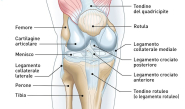 Cura delle patologie del ginocchio con cellule staminali: a chi rivolgersi