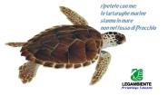 L’invenzione della tartaruga marina nel fosso di Procchio. I bugiardi provocatori e i ghiozzi che abboccano