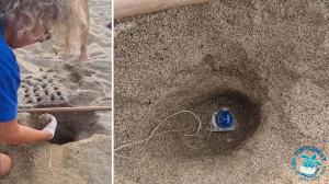 Nuovo nido di tartaruga marina a Lacona