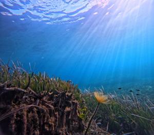 La Foto del Giorno (29 nov.)