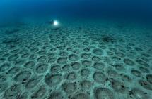 18 milioni di nidi di Zerri - scoperte 15 gigantesche colonie riproduttive al largo della Corsica: