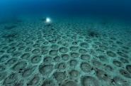 18 milioni di nidi di Zerri - scoperte 15 gigantesche colonie riproduttive al largo della Corsica: