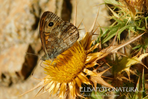 La Foto del Giorno (7 lug.)