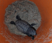 La tartarughina marina dispersa sulla spiaggia autunnale di Fetovaia