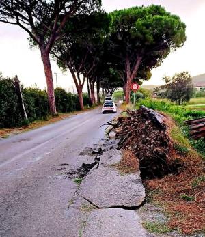 Alberi e vento: la sicurezza è legata alla manutenzione continuativa. Il taglio indiscriminato è solo una scorciatoia