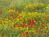 I Familiari del Dottor Genghi ringraziano il personale dell'Ospedale di Portoferraio