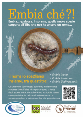 Vota per scegliere il nome della nuova specie di Embiottero scoperta all'Elba