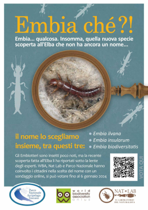 Vota per scegliere il nome della nuova specie di Embiottero scoperta all'Elba