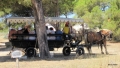 Animalisti contestano il servizio di visita guidata in carrozza ippotrainata a Pianosa