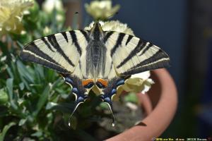 La Foto del Giorno (14 mag.)