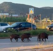 Cinghiali sulla variante di Portoferraio: rischio per la sicurezza stradale