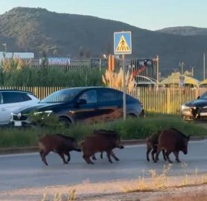 Cinghiali sulla variante di Portoferraio: rischio per la sicurezza stradale