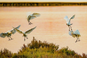 La Foto del Giorno (8 ago.)