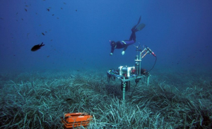 Scoperta nel mare dell'Elba e Pianosa: la Posidonia e i suoi simbionti