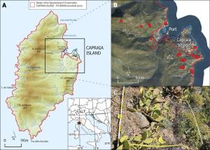 L’invasione dei cactus a Capraia