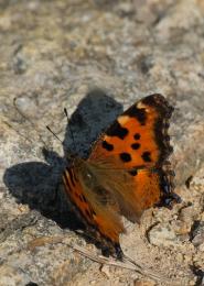 La Foto del Giorno (1° sett.)