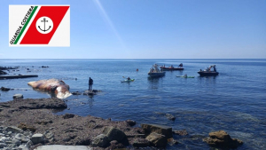 Balenottera spiaggiata a Quercianella, le operazioni di recupero della carcassa