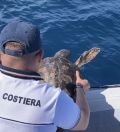 Tartaruga Marina soccorsa e curata dalla Guardia Costiera a Porto Azzurro