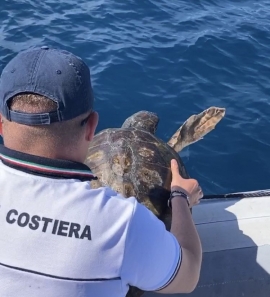 Tartaruga Marina soccorsa e curata dalla Guardia Costiera a Porto Azzurro