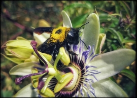 Foto di Alessandro Beneforti