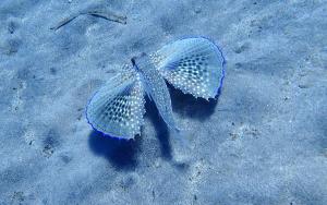 Videonotizia: un Pesce-Civetta nelle acque dell'Elba